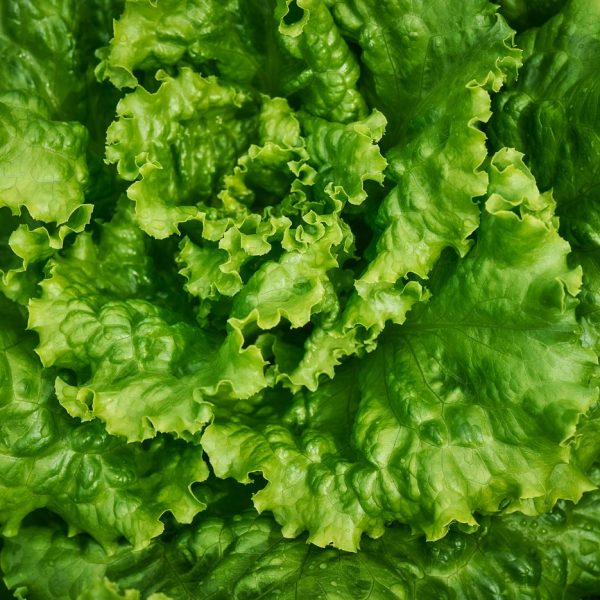 Fresh Salad Leafy Vegetables Fresh Salad Leafy Vegetables